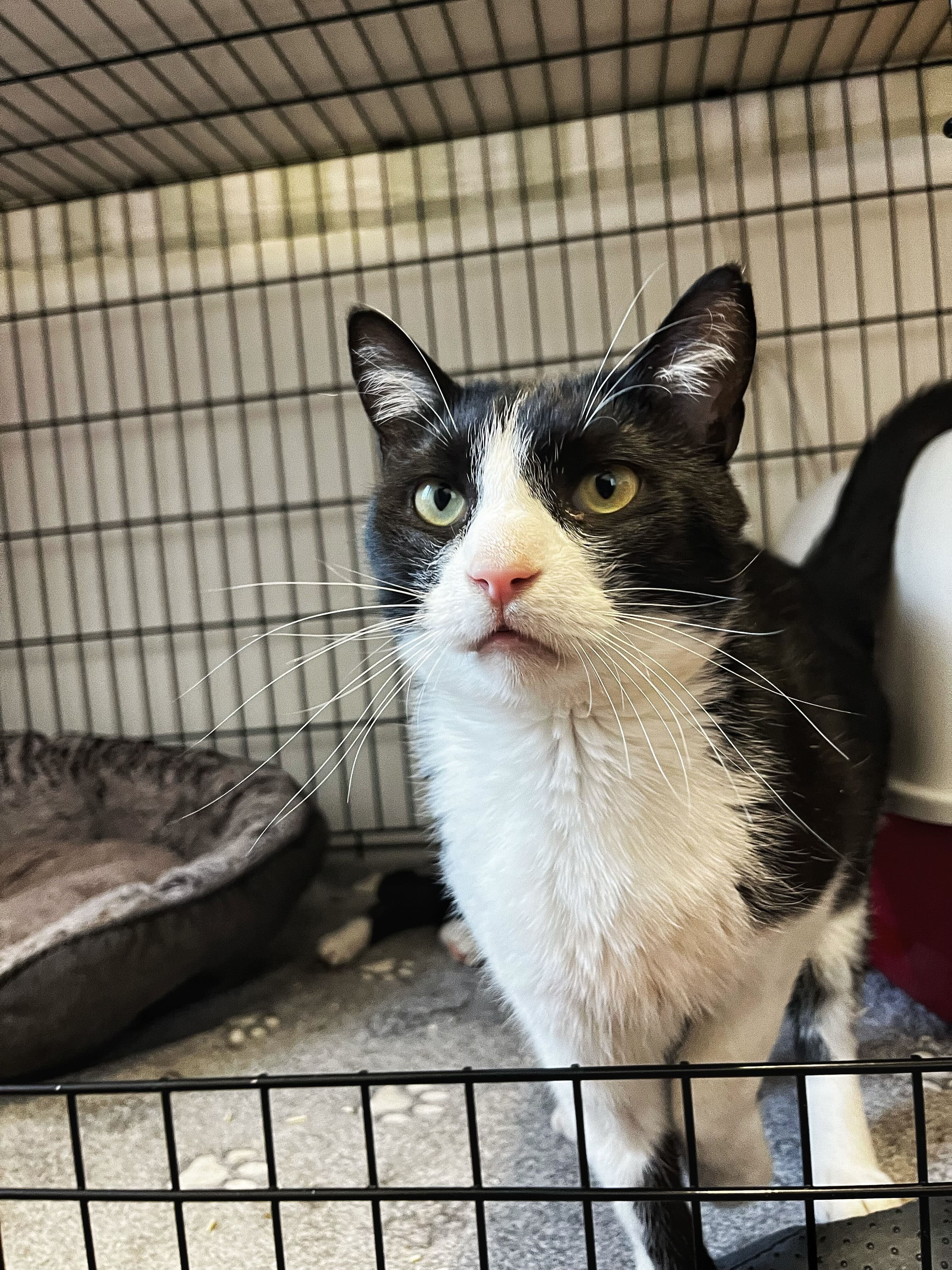BALANDIS
