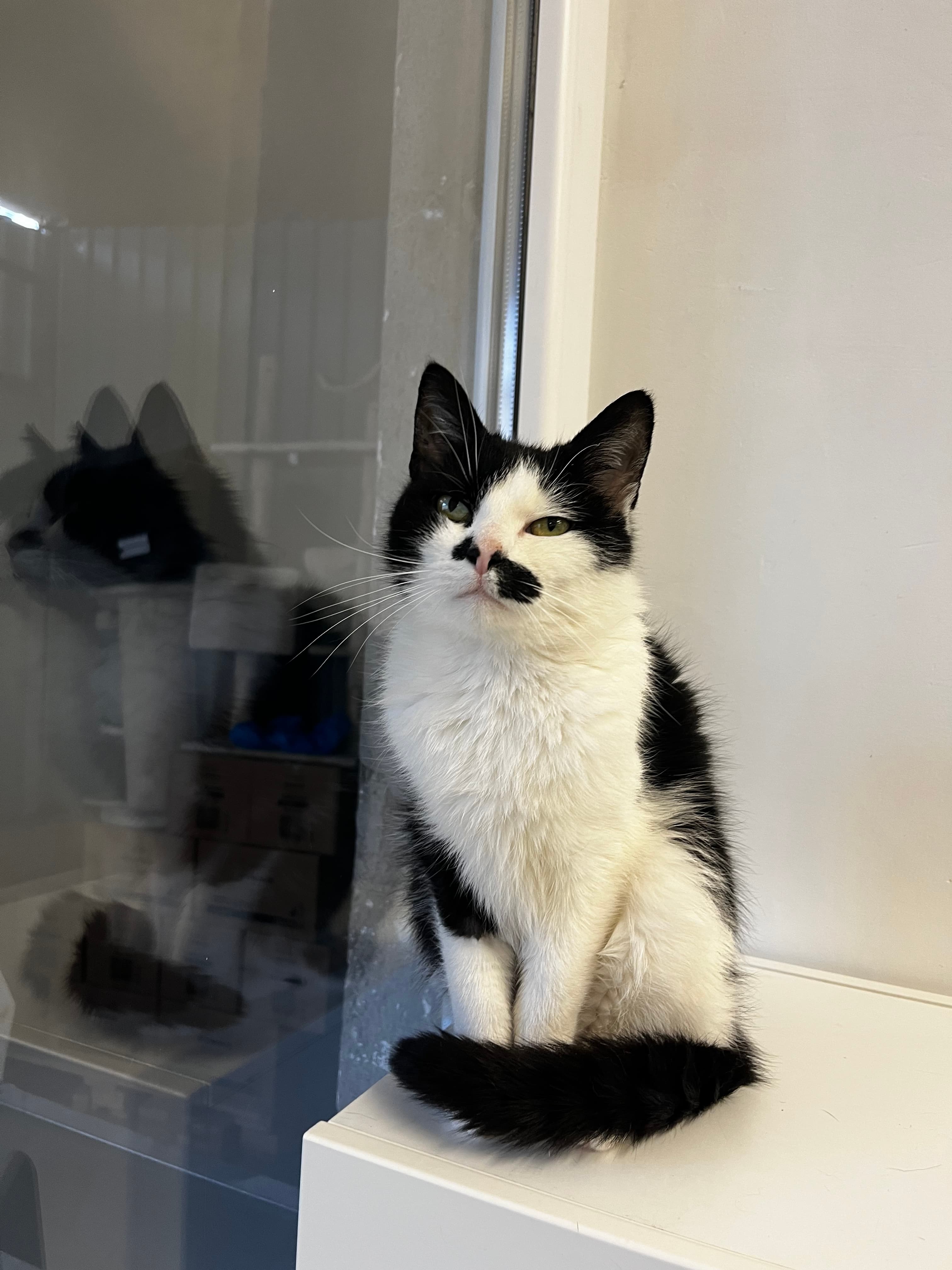 Kitė