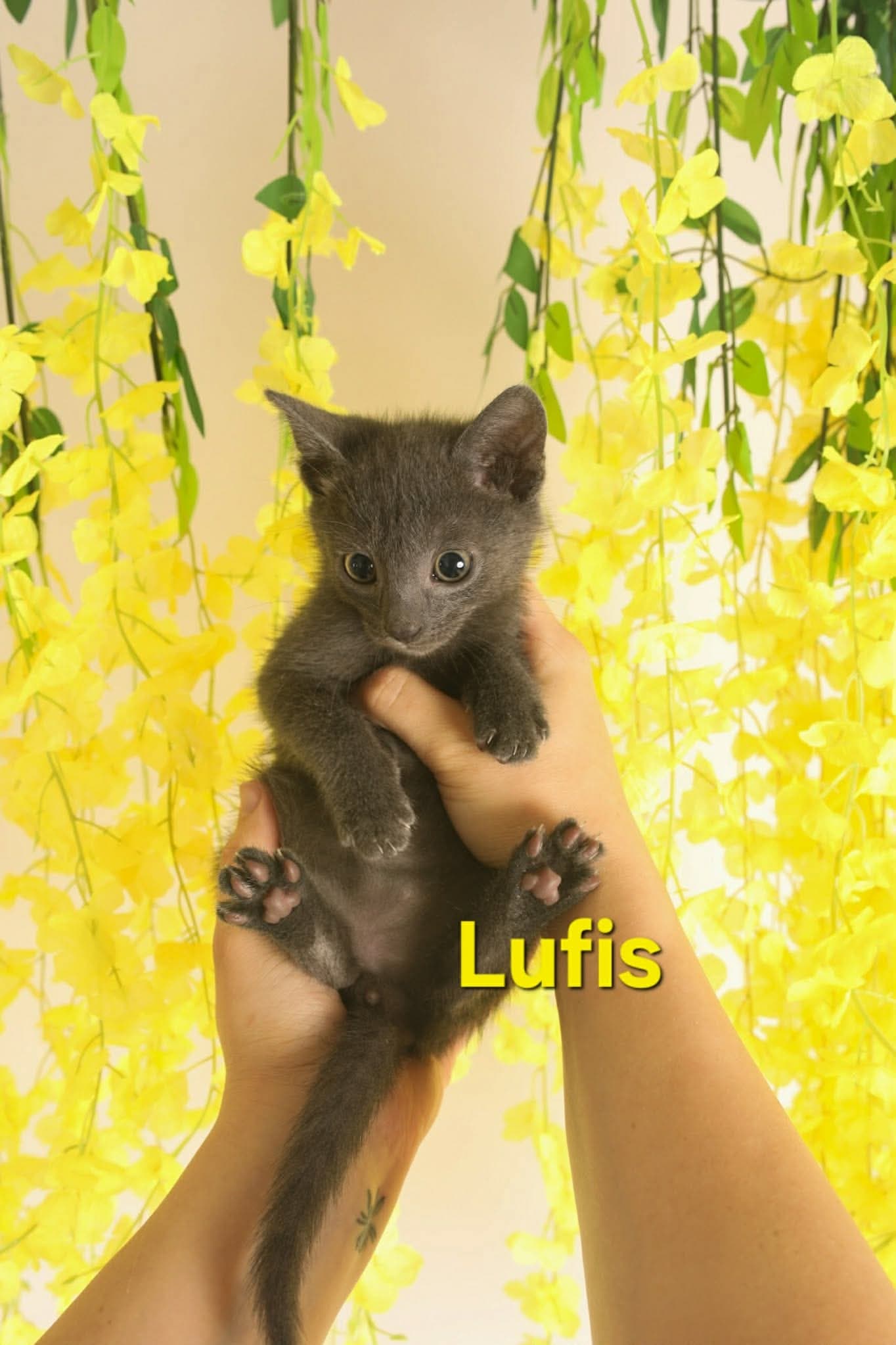 Lufis