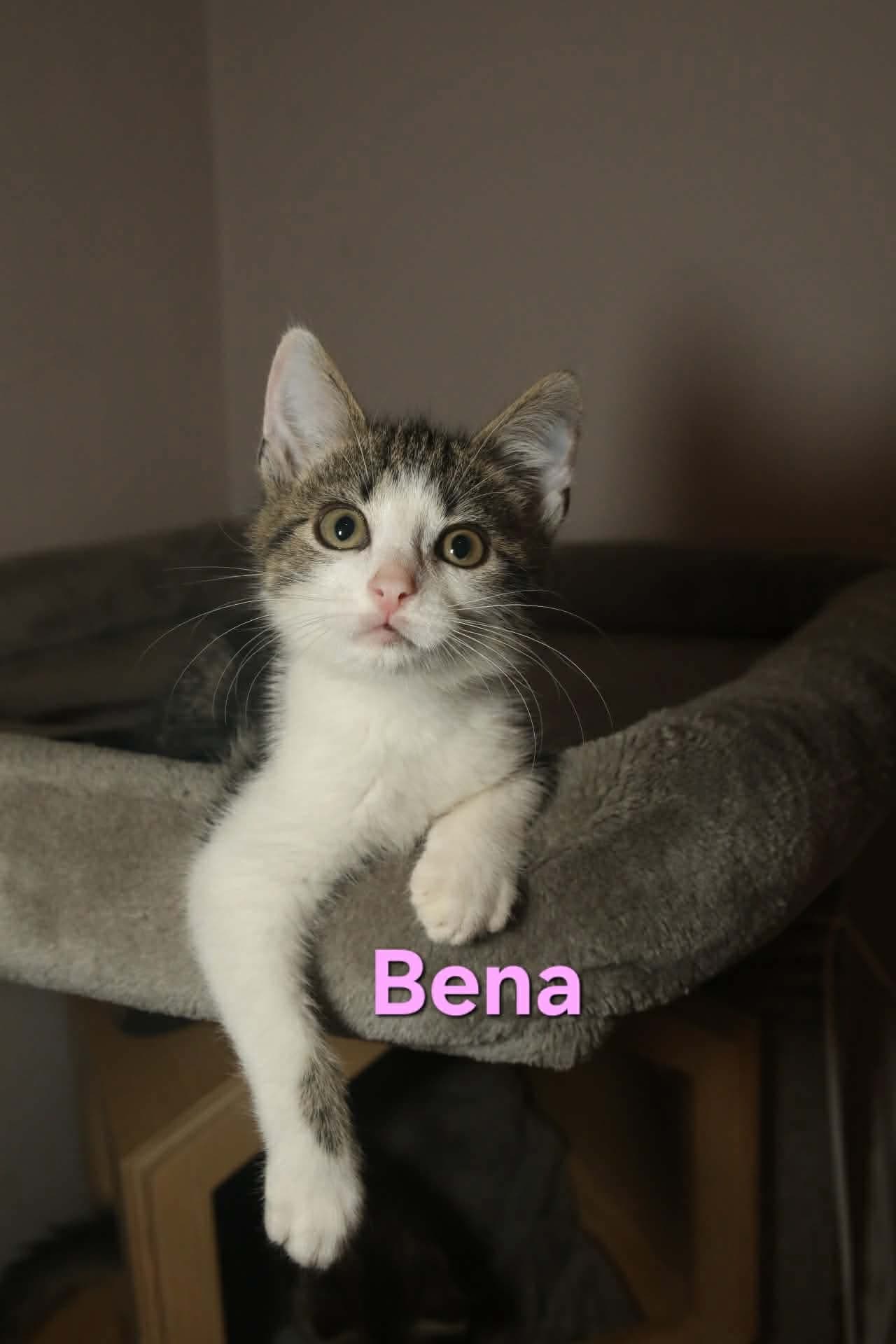 Bena