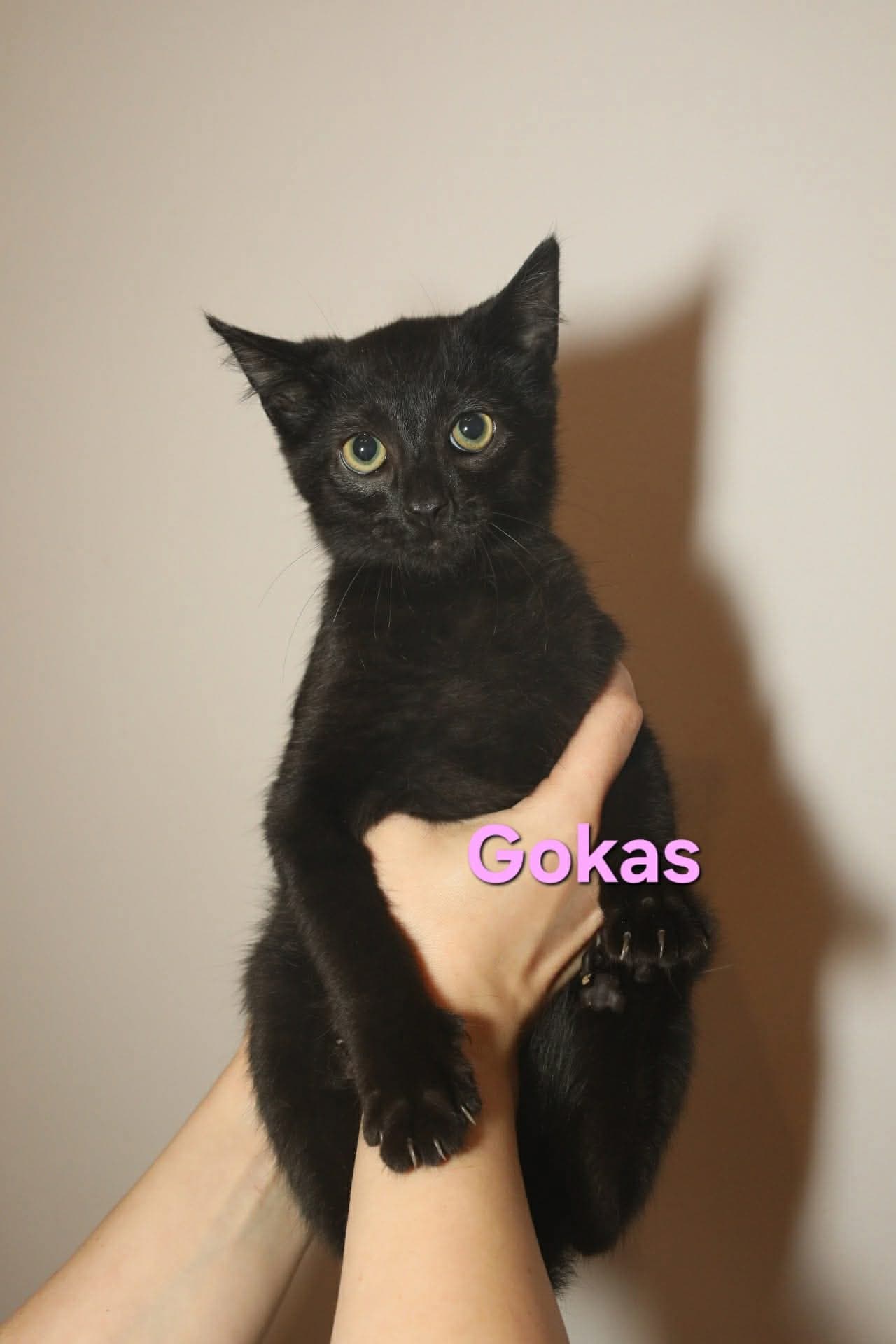 Gokas