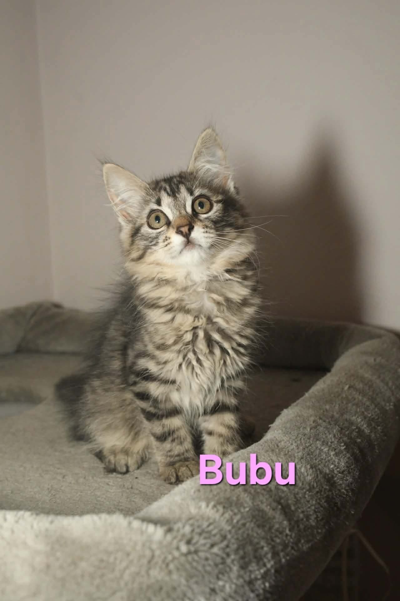 Bubu