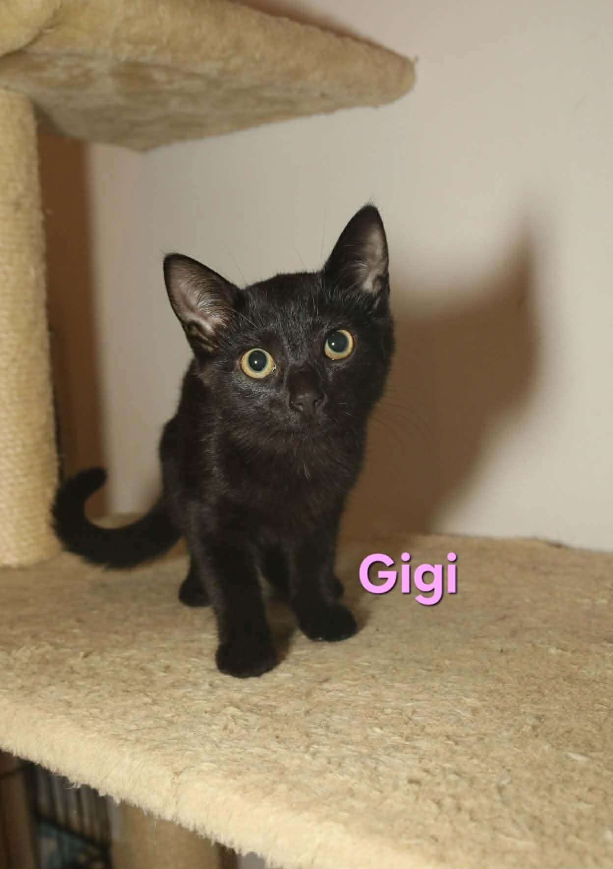 Gigi