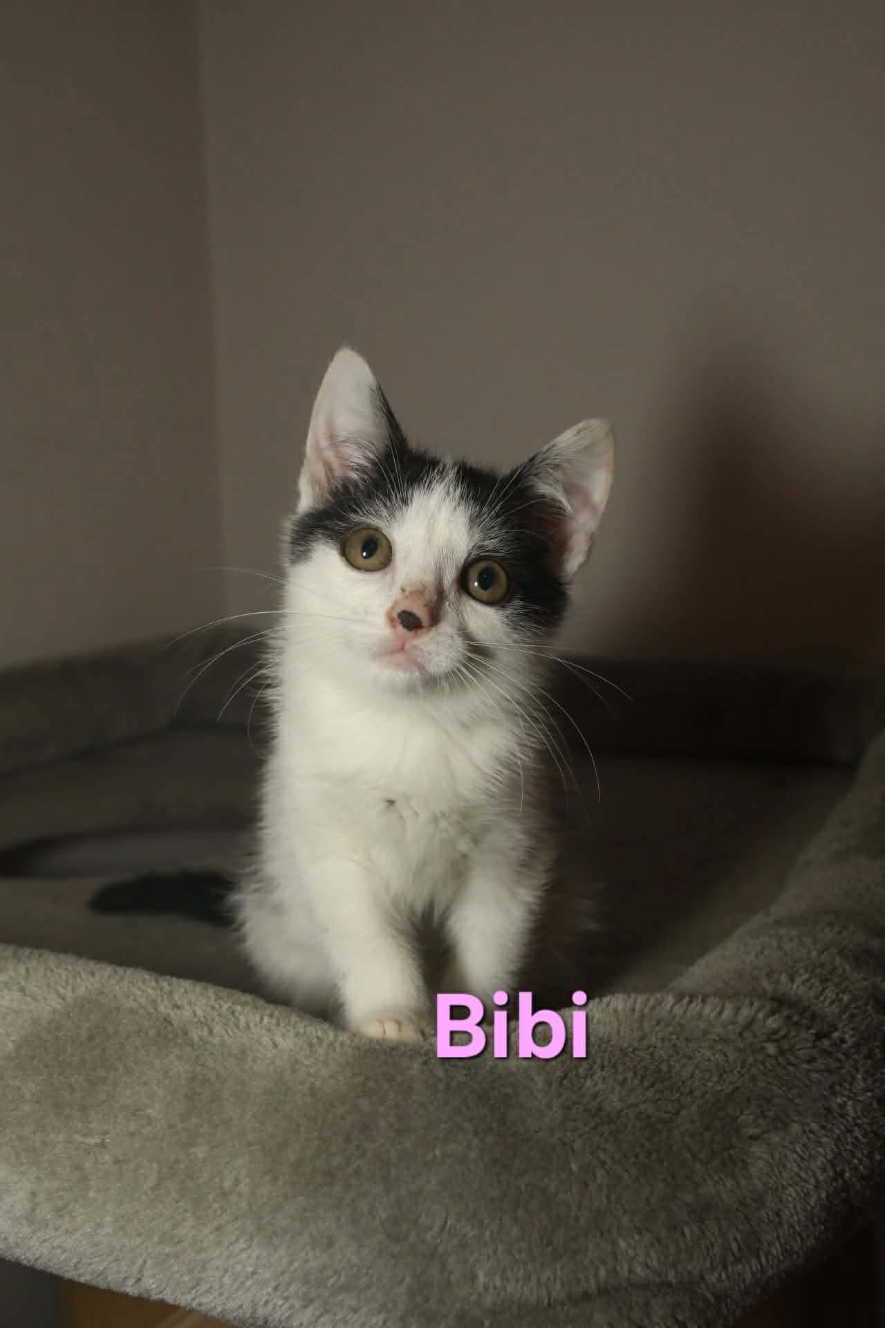 Bibi
