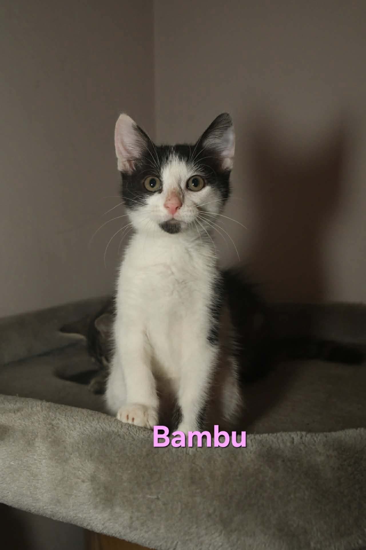 Bambu