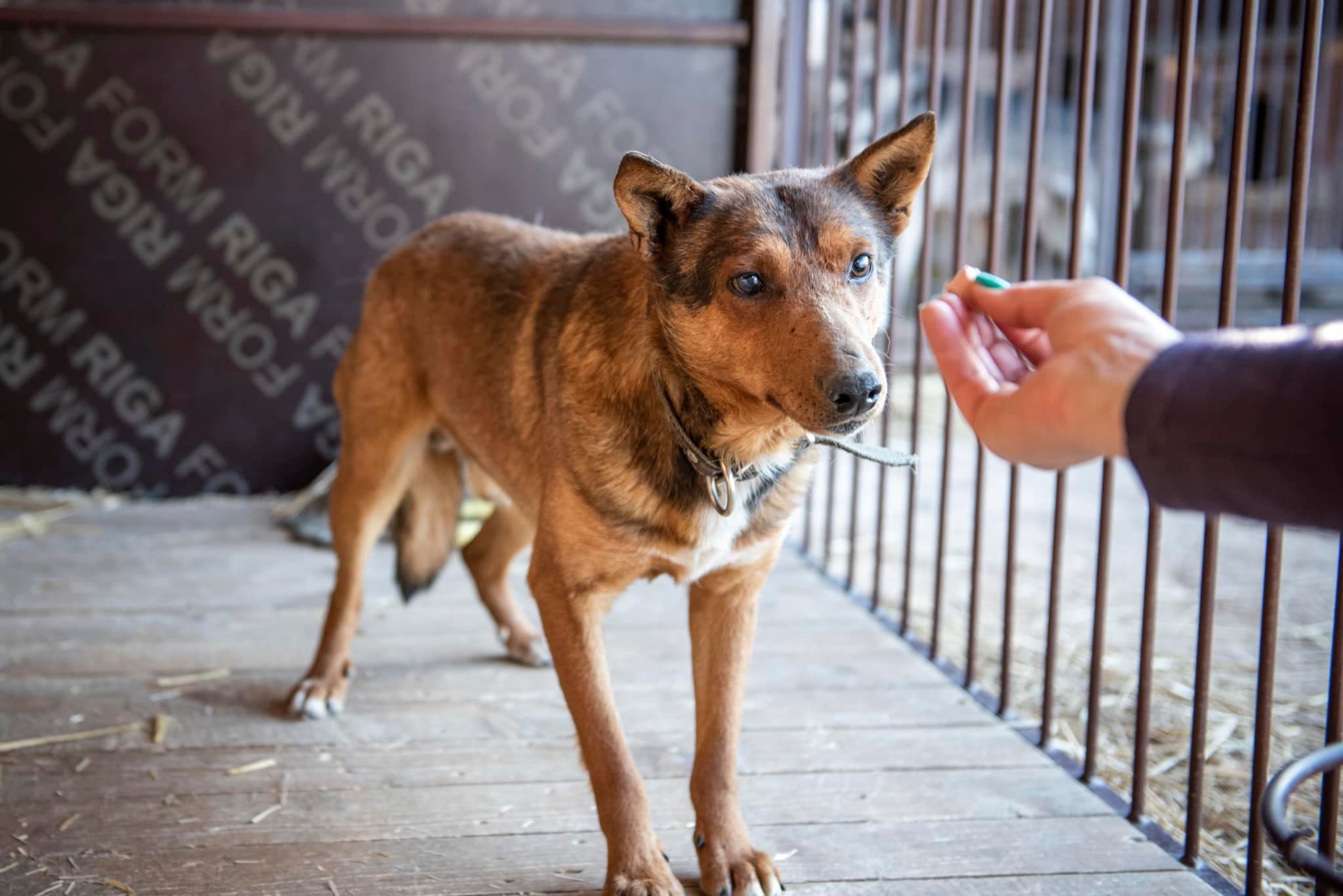 Dingo