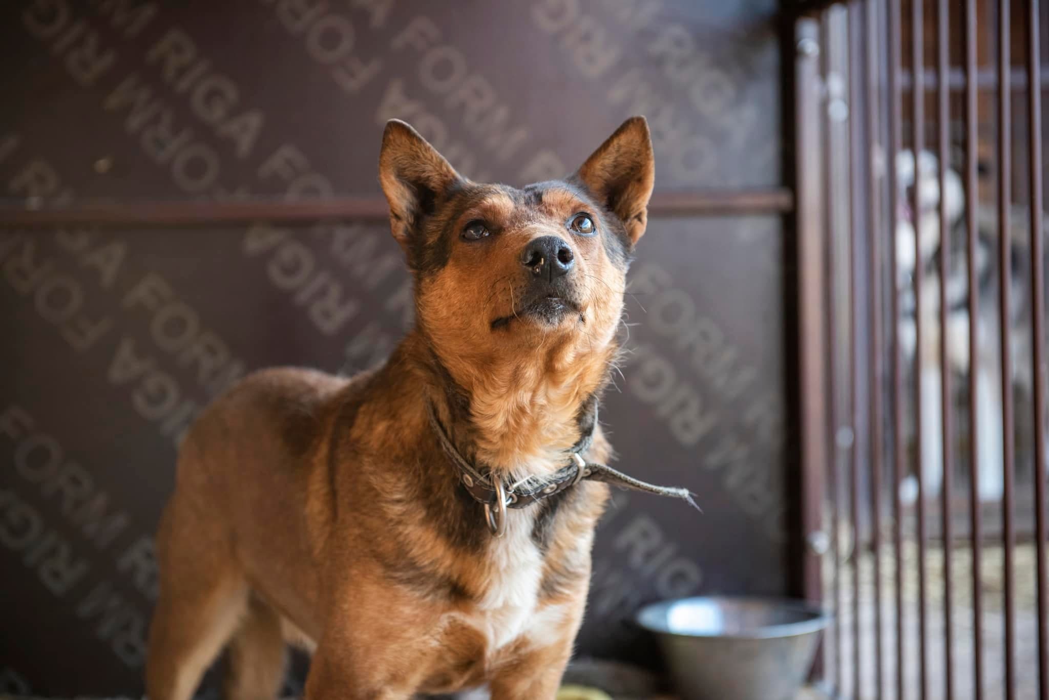 Dingo