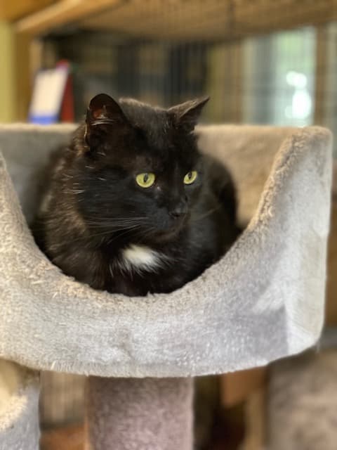 Figaro