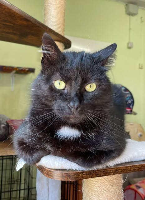Figaro