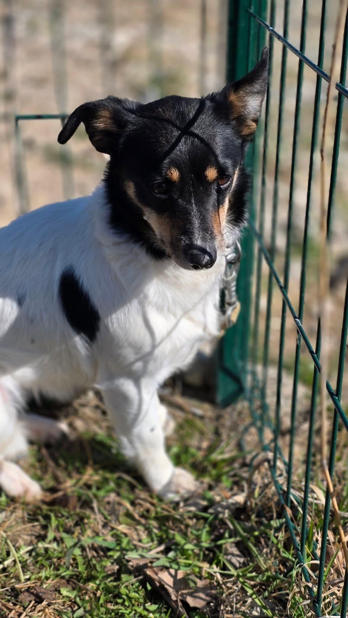 Kesė