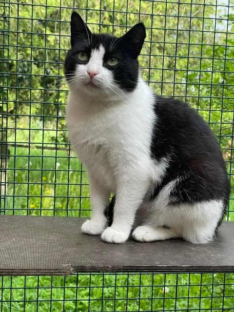 Titė