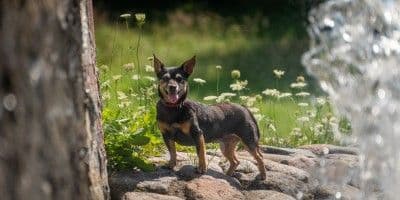 Pepė