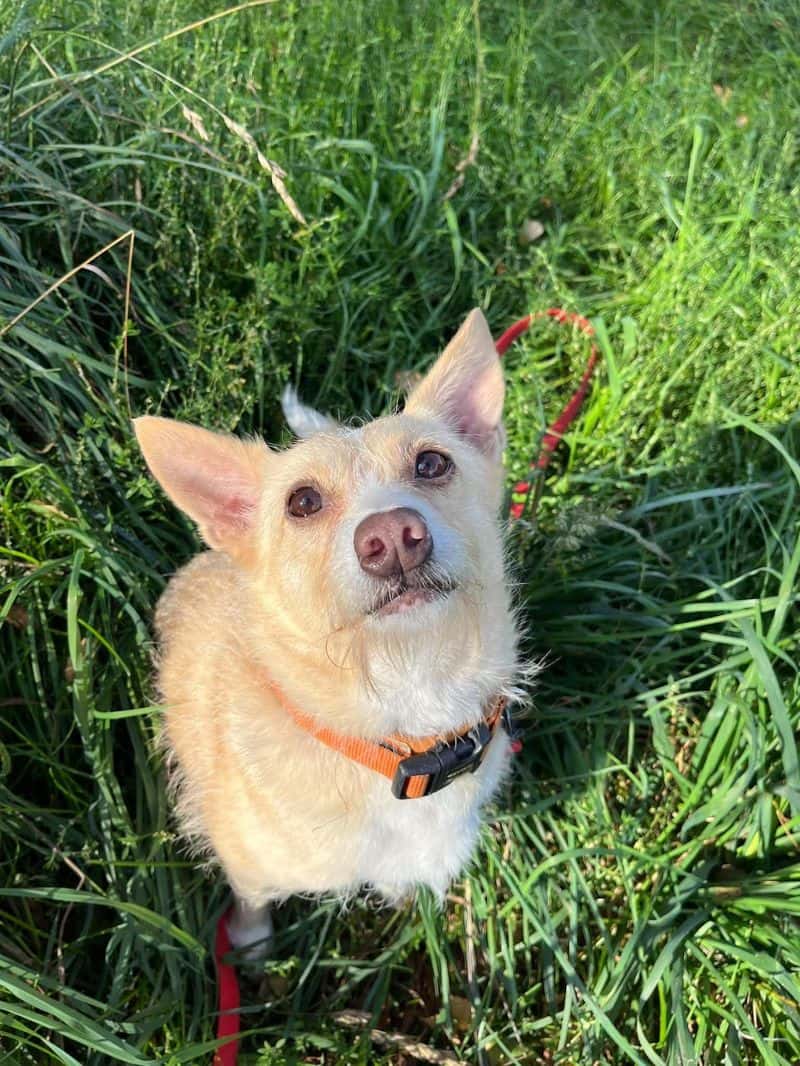 Bela