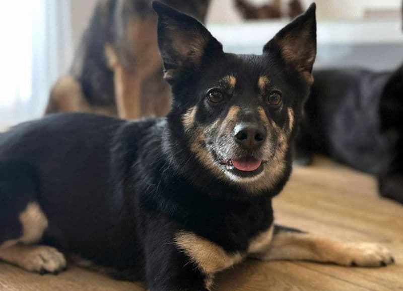 Rosas