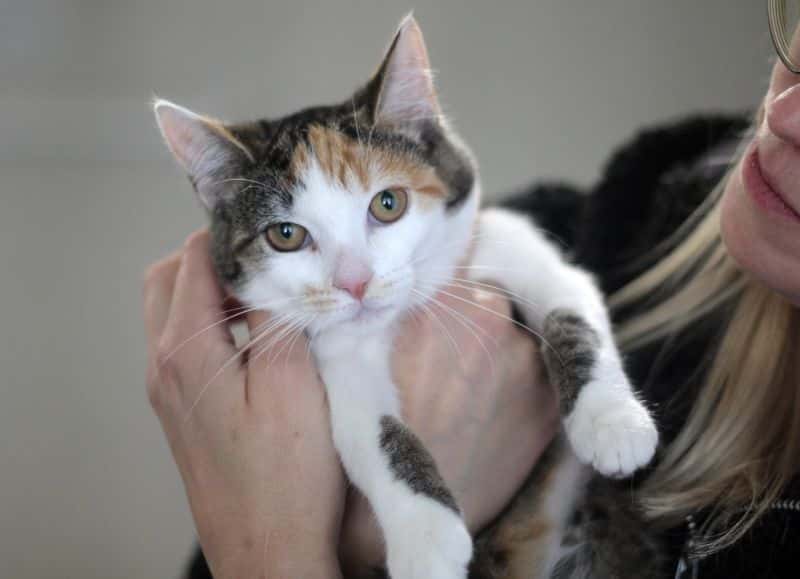 Žiuli
