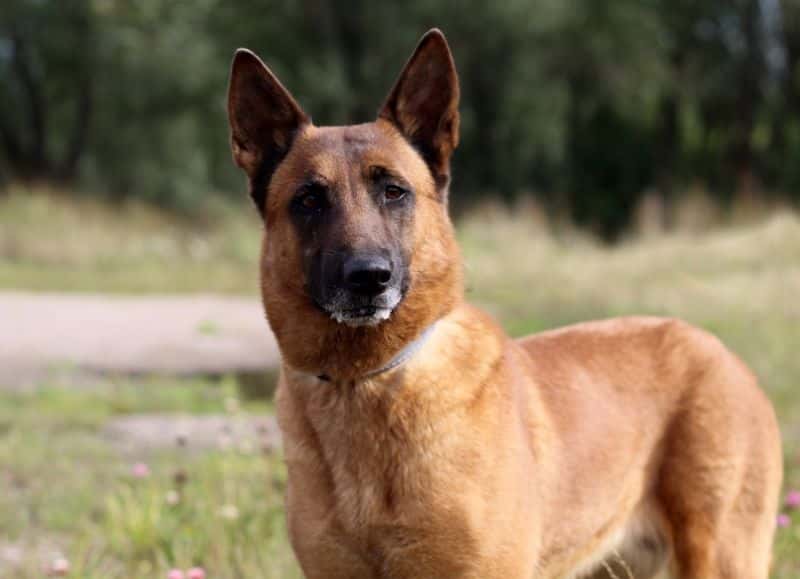Šyra