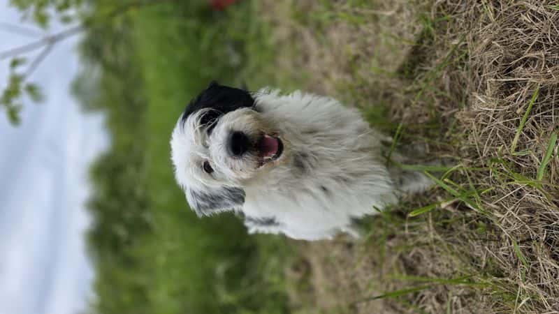 Dibsis