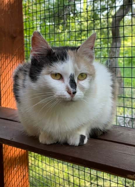 Ula