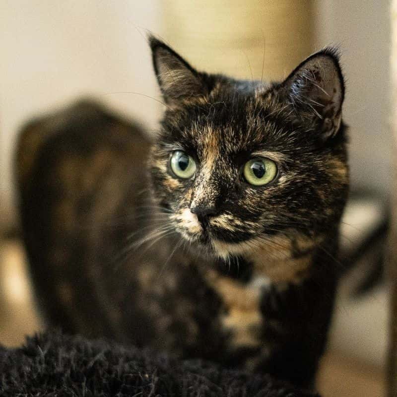 Bitė