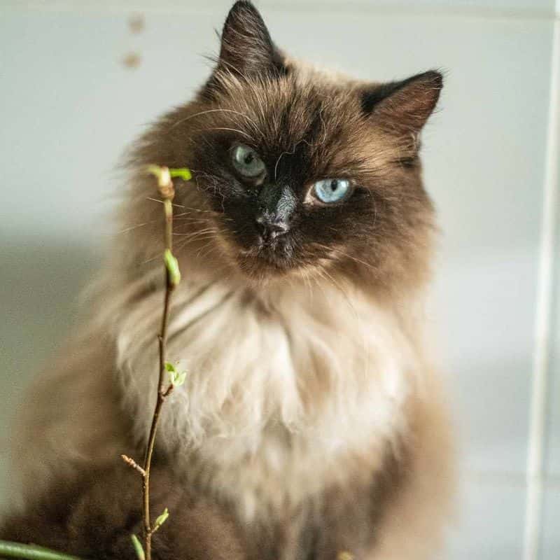 Siamutė