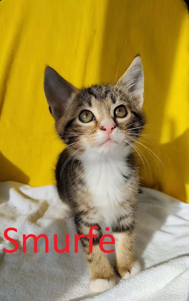 Smurfė