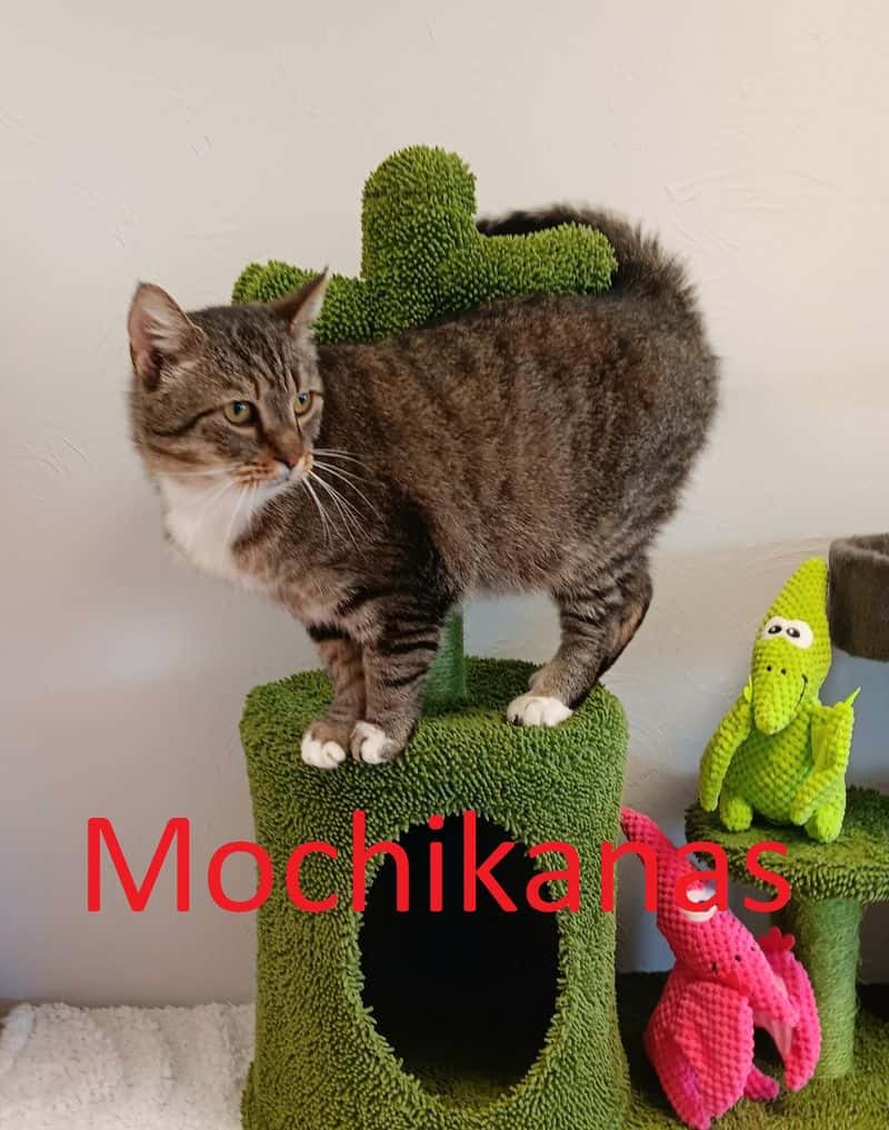 Mochikanas