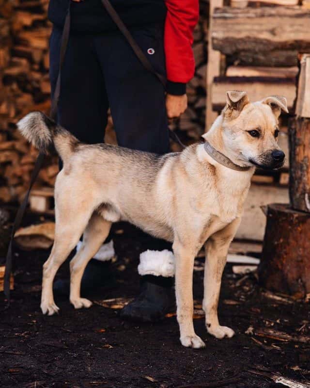 Šustrik