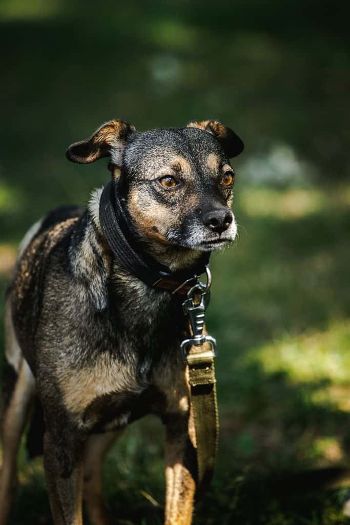 Pjeras