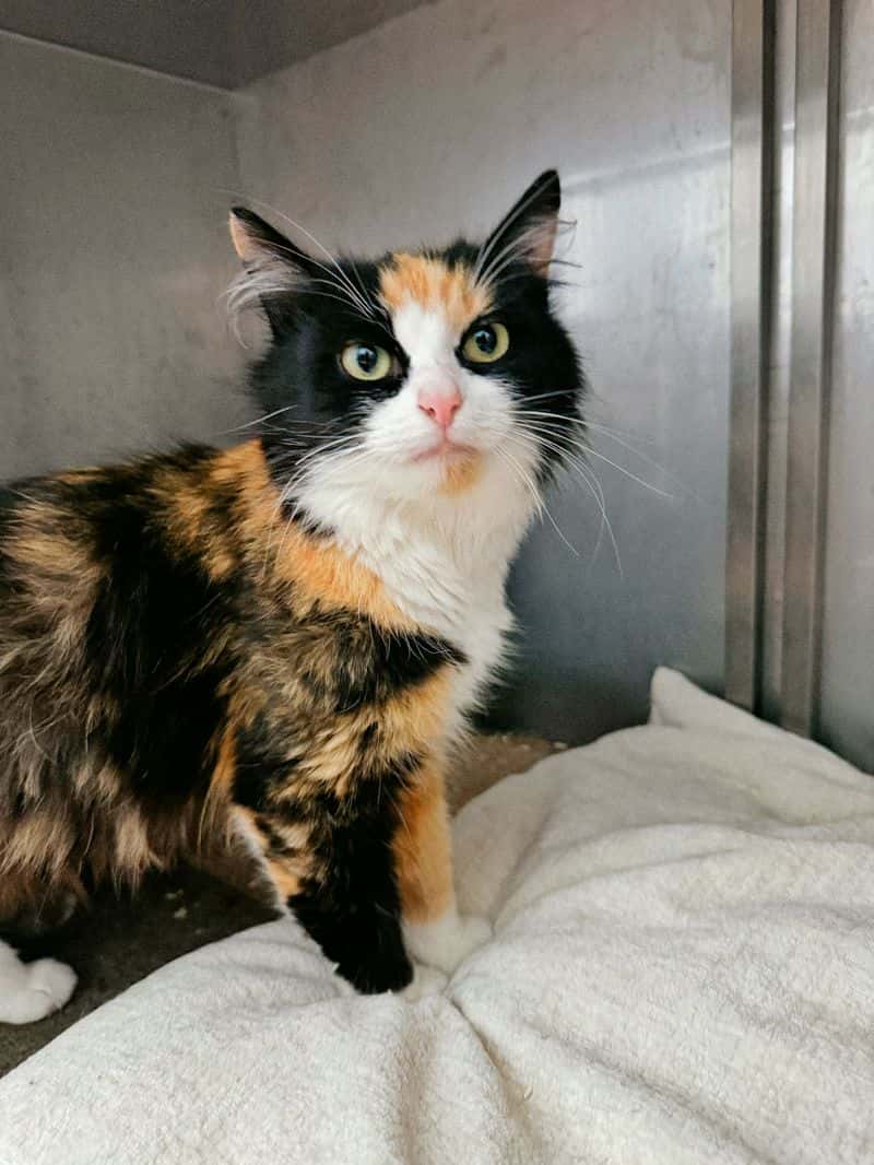 Perla