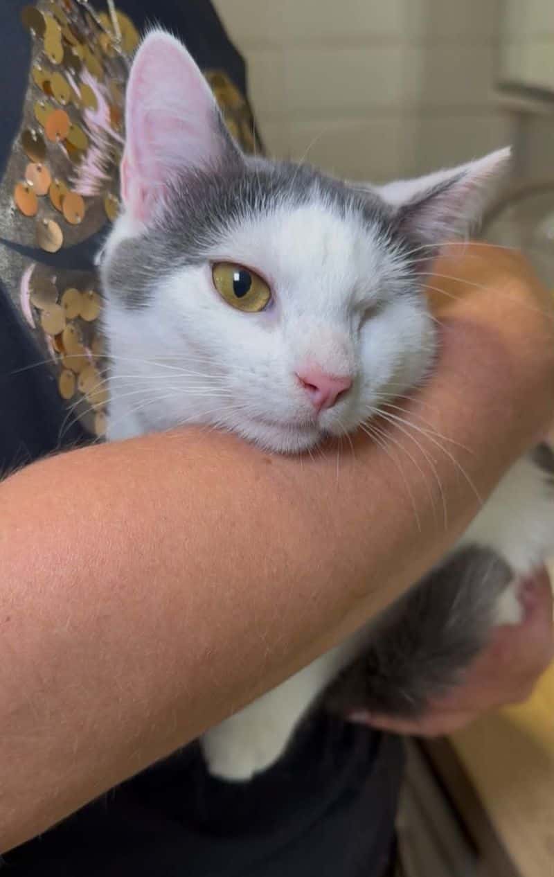 Bonita