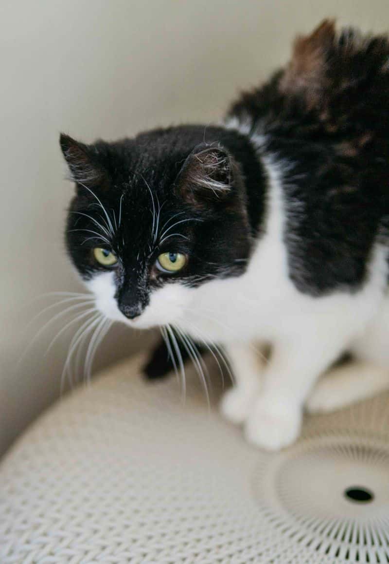 Latvė