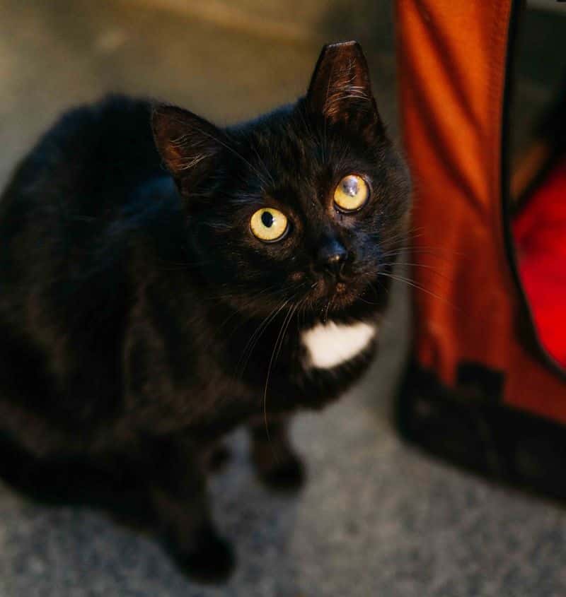 Koko