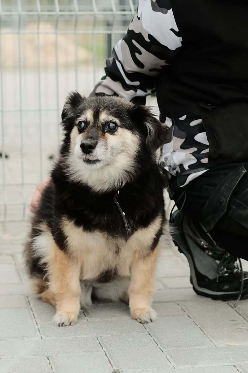 Alyta