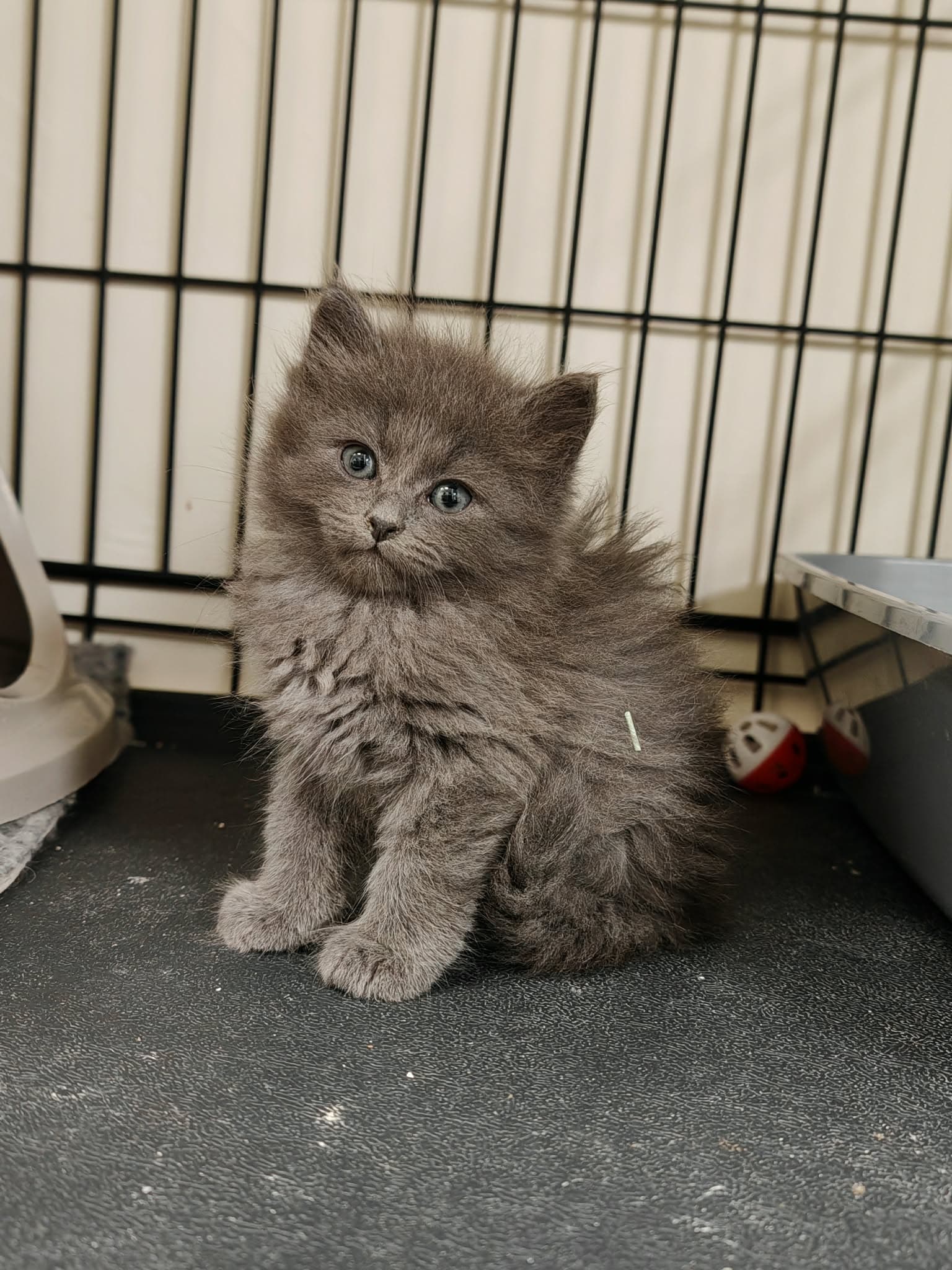 cat