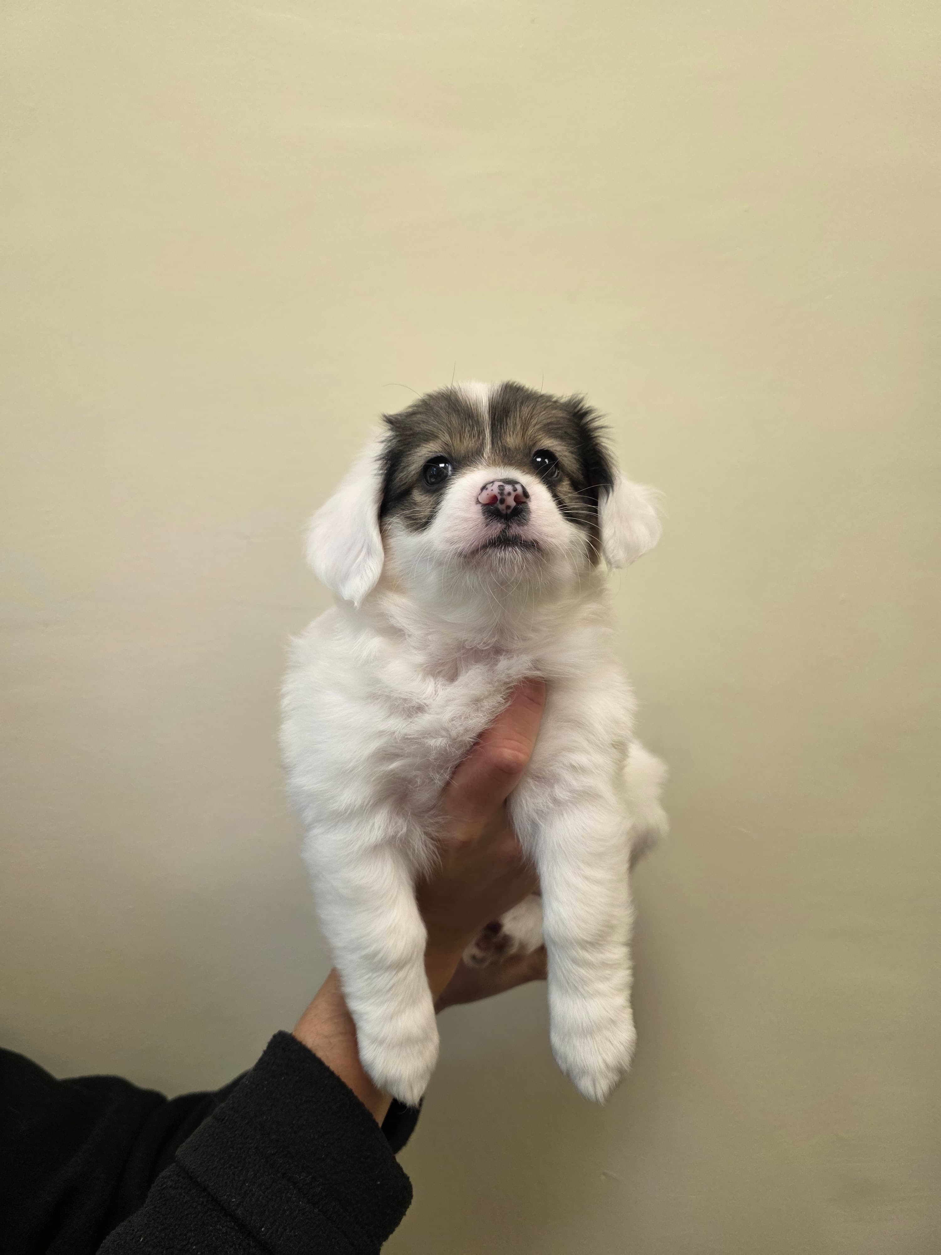 Piki