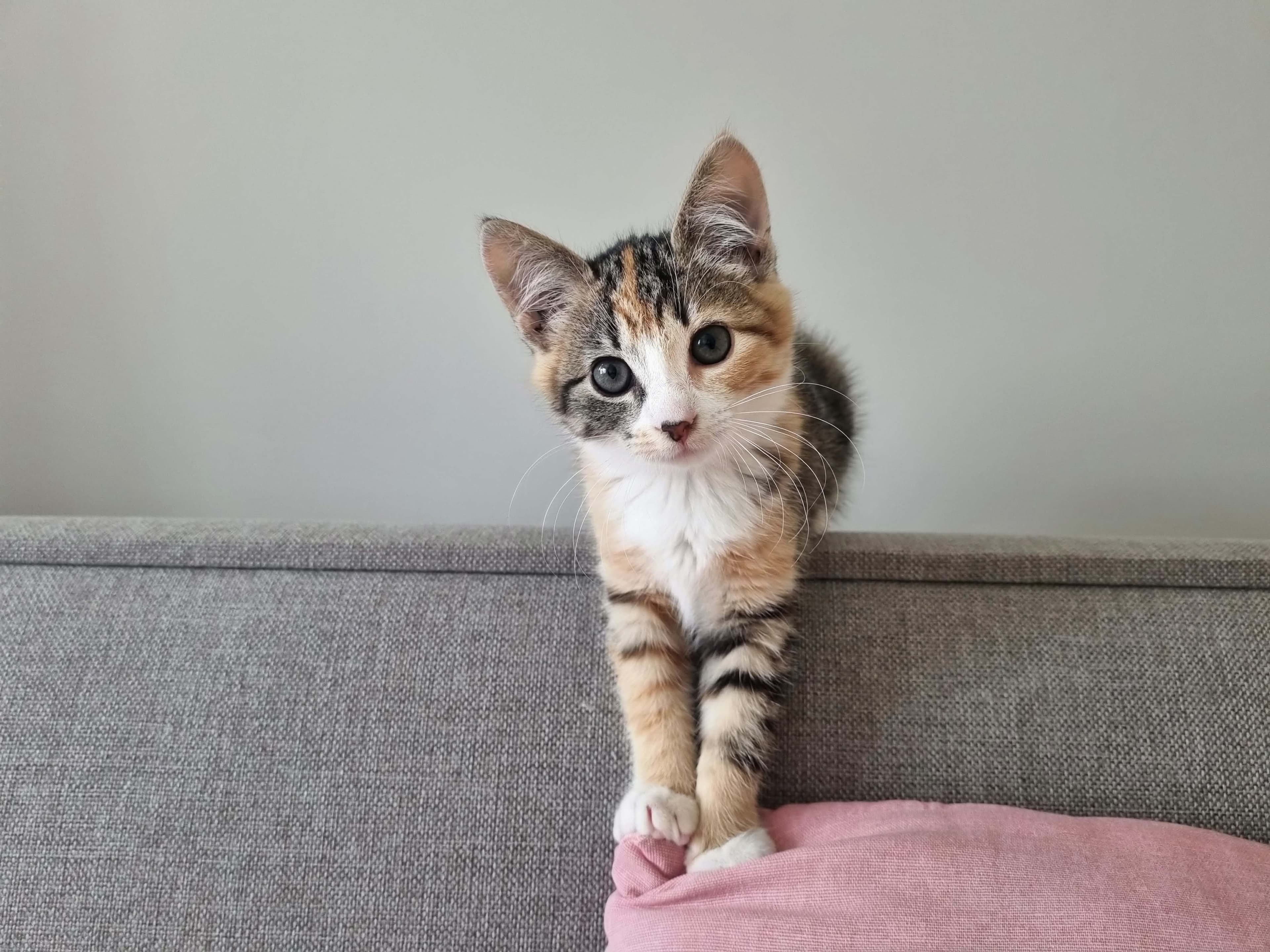 Elbė