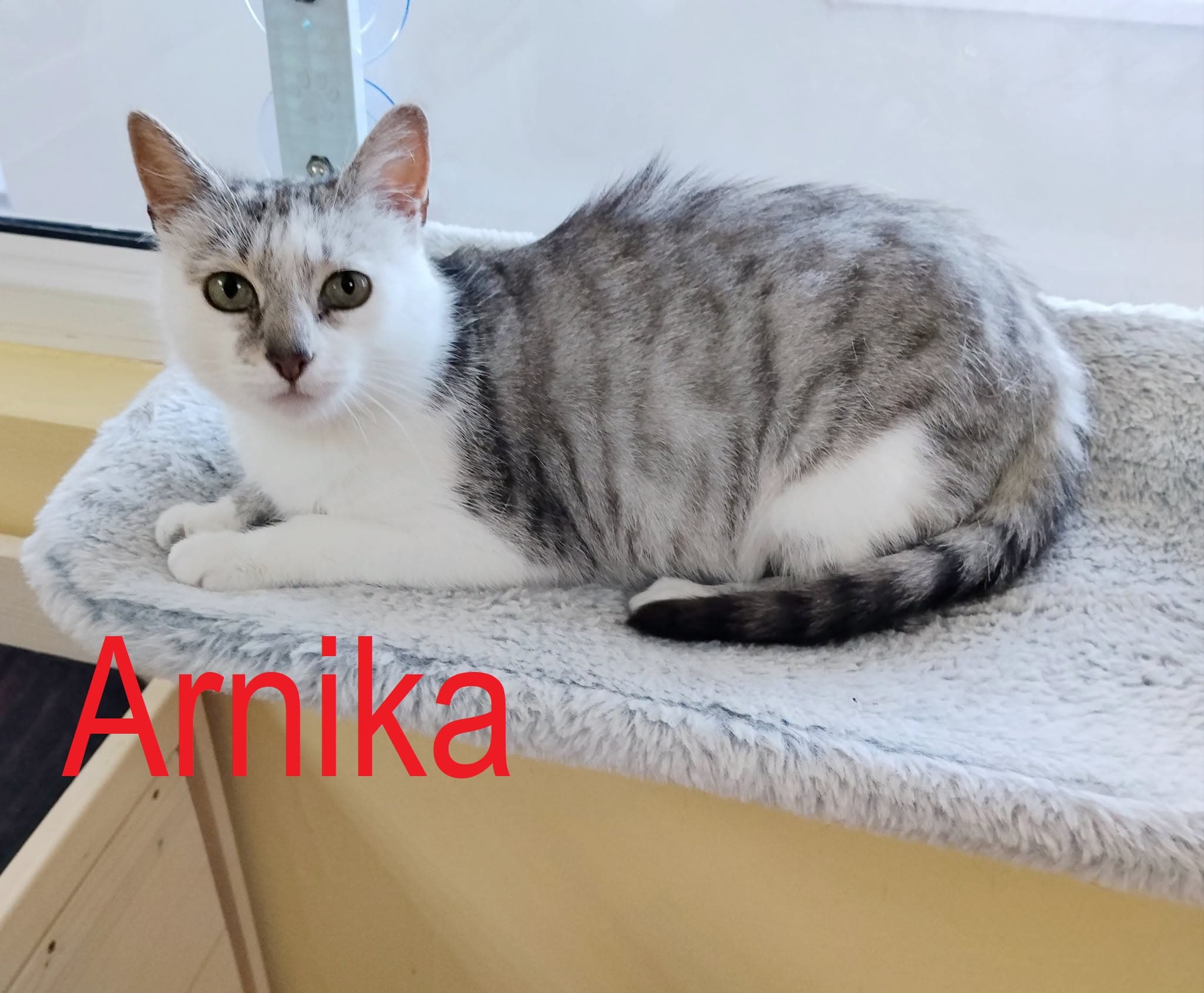 Arnika