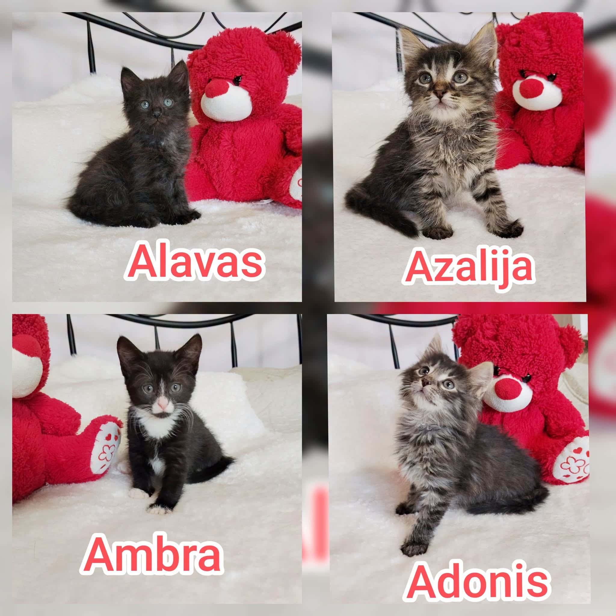 Ambra, Azalija, Alavas, Adonis