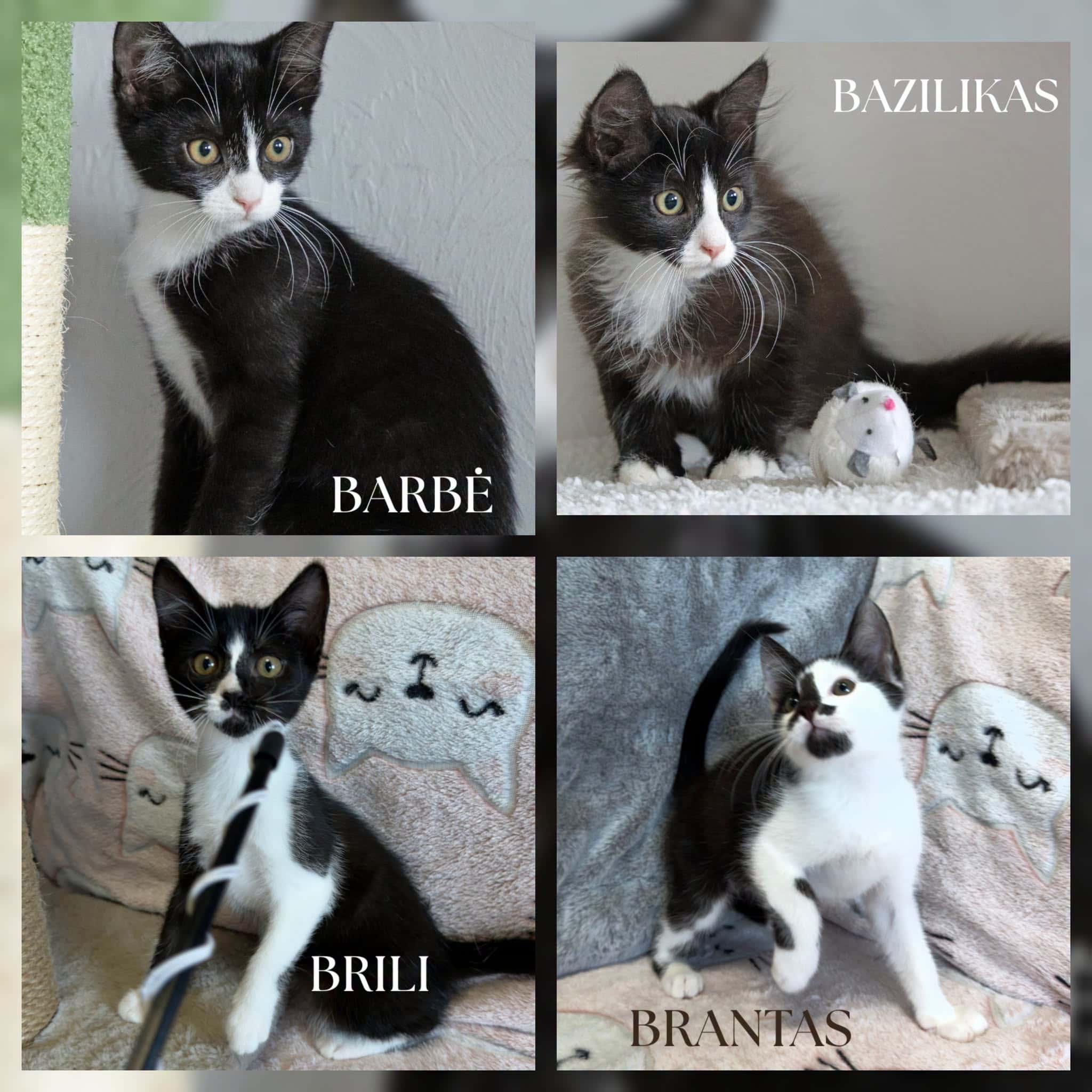 Barbė, Brili, Bazilikas, Brantas