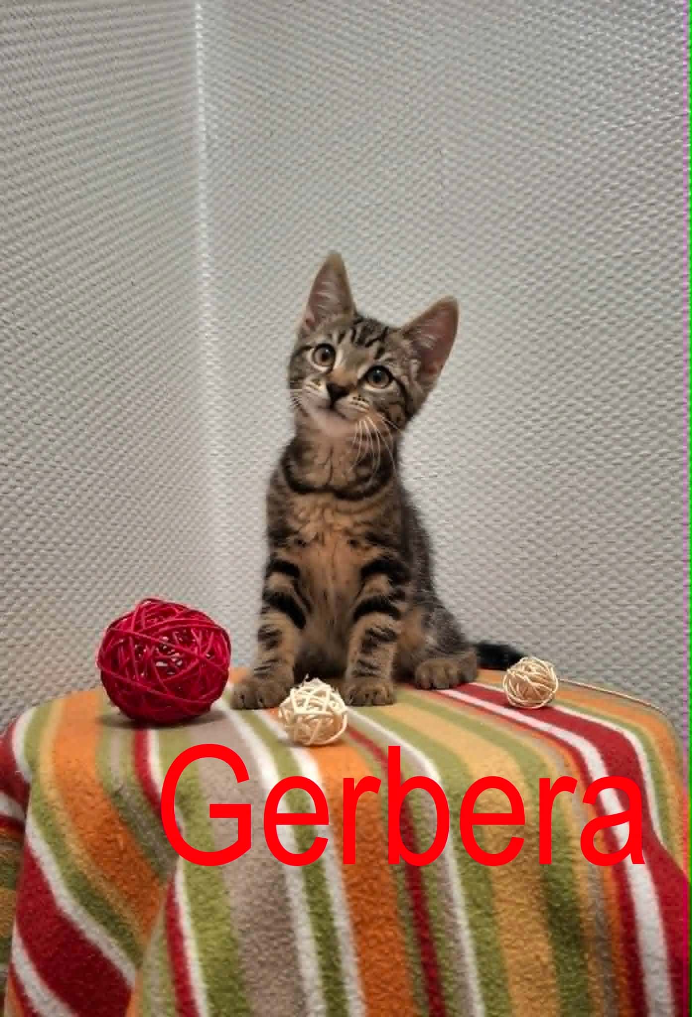 Gerbera