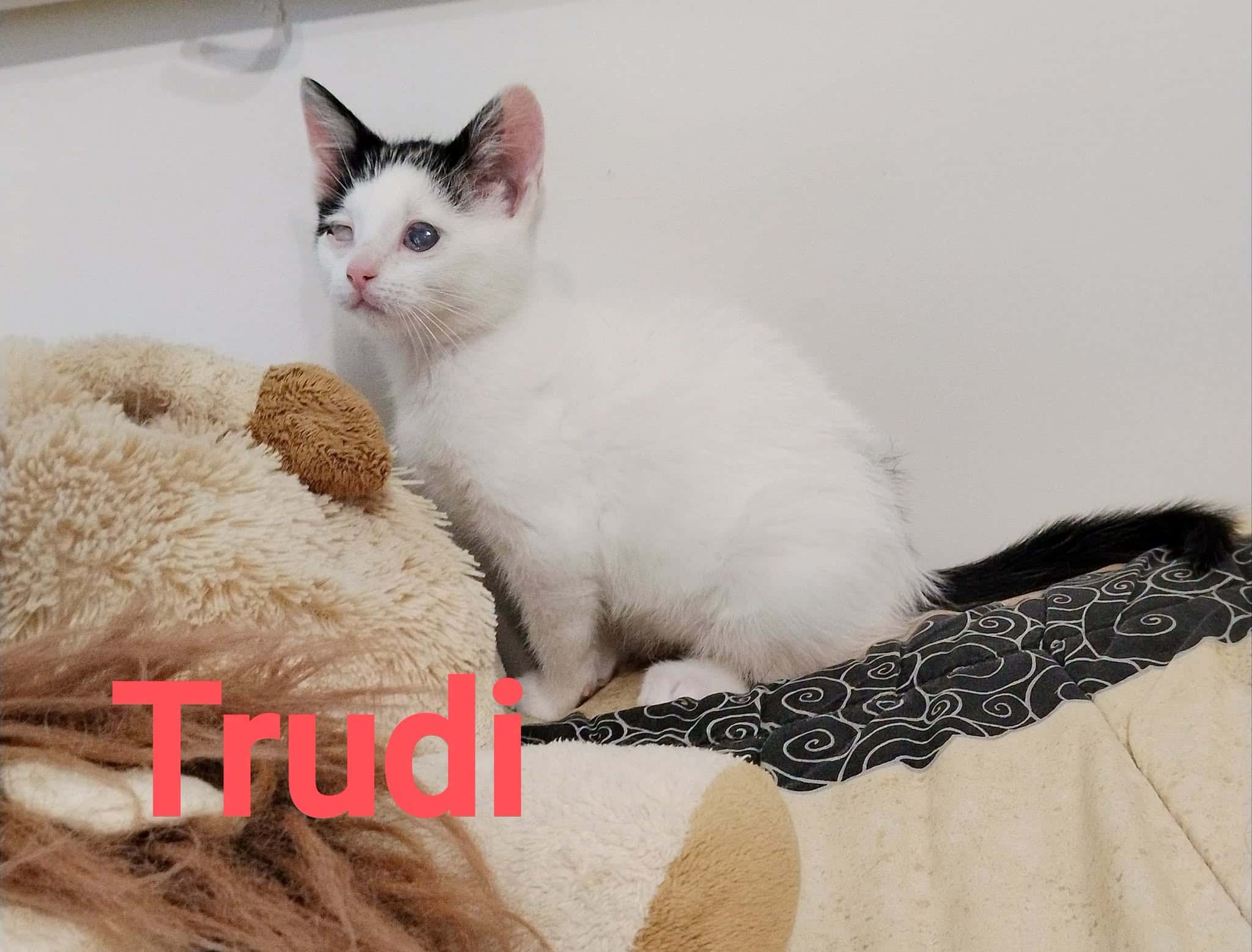 Trudi