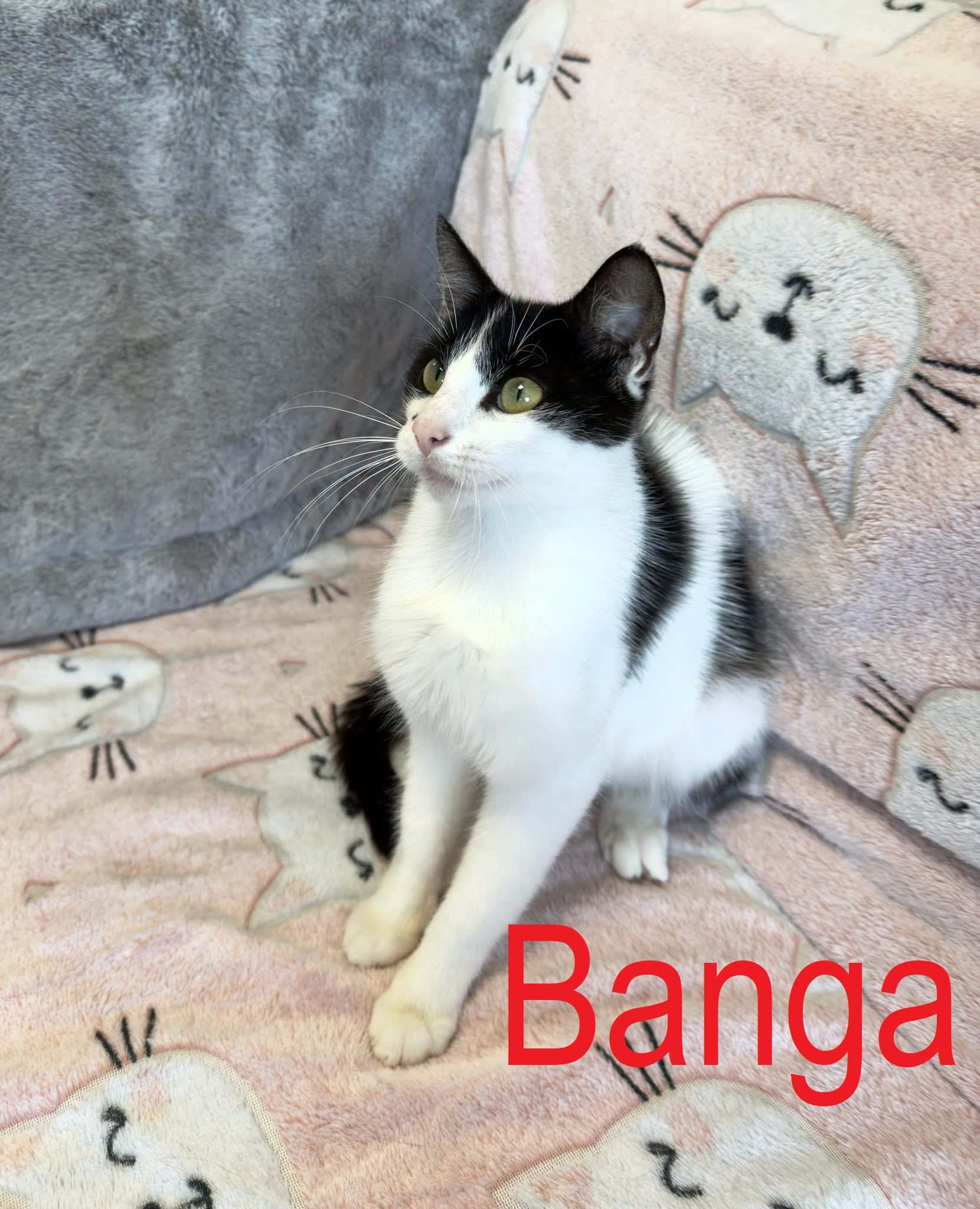Banga