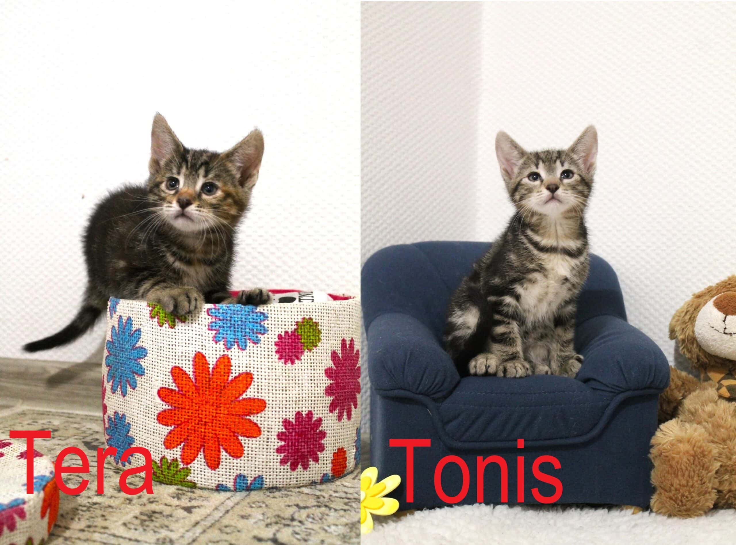 Tera ir Tonis