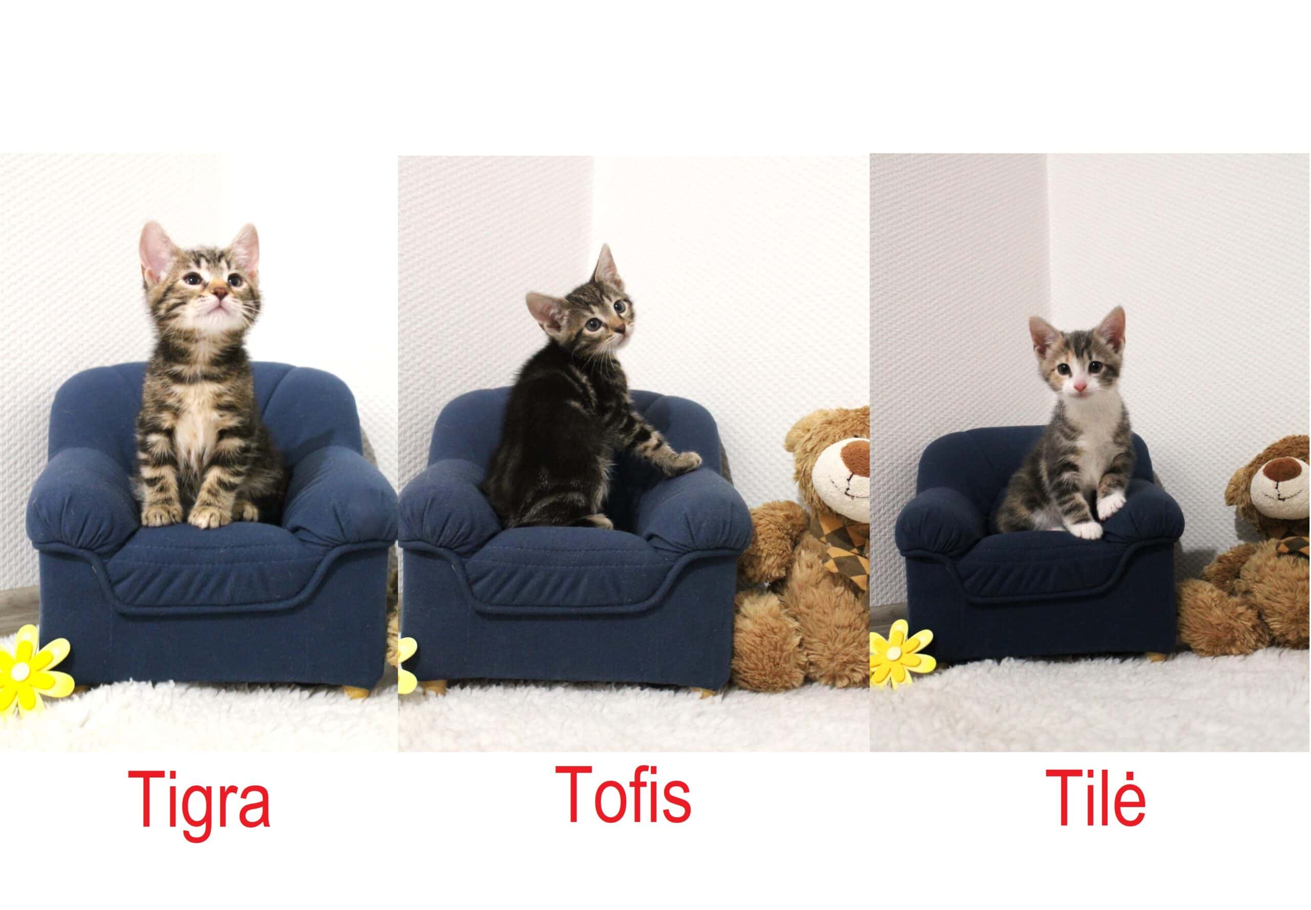 Tilė, Tigra ir Tofis