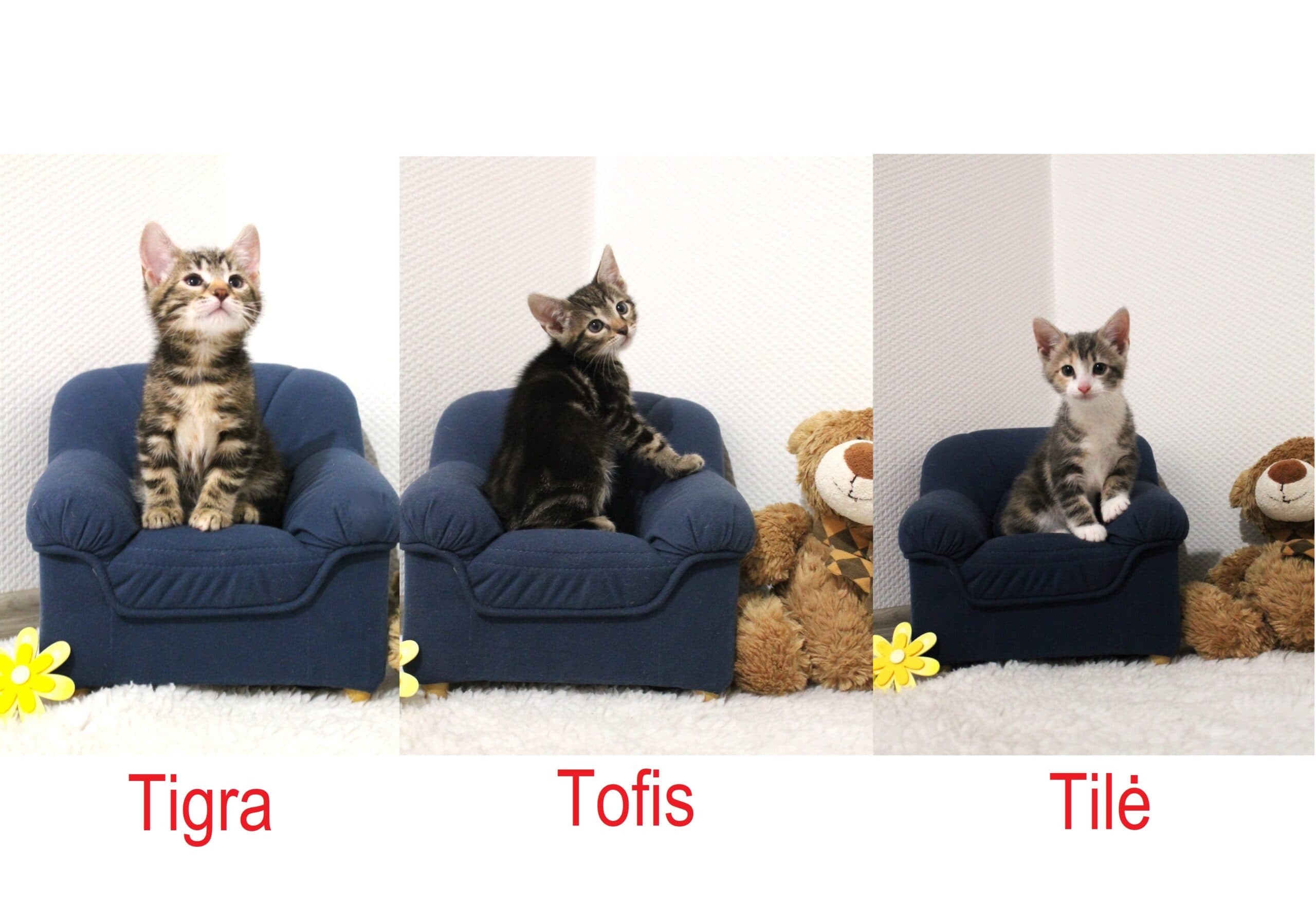 Tilė, Tigra ir Tofis
