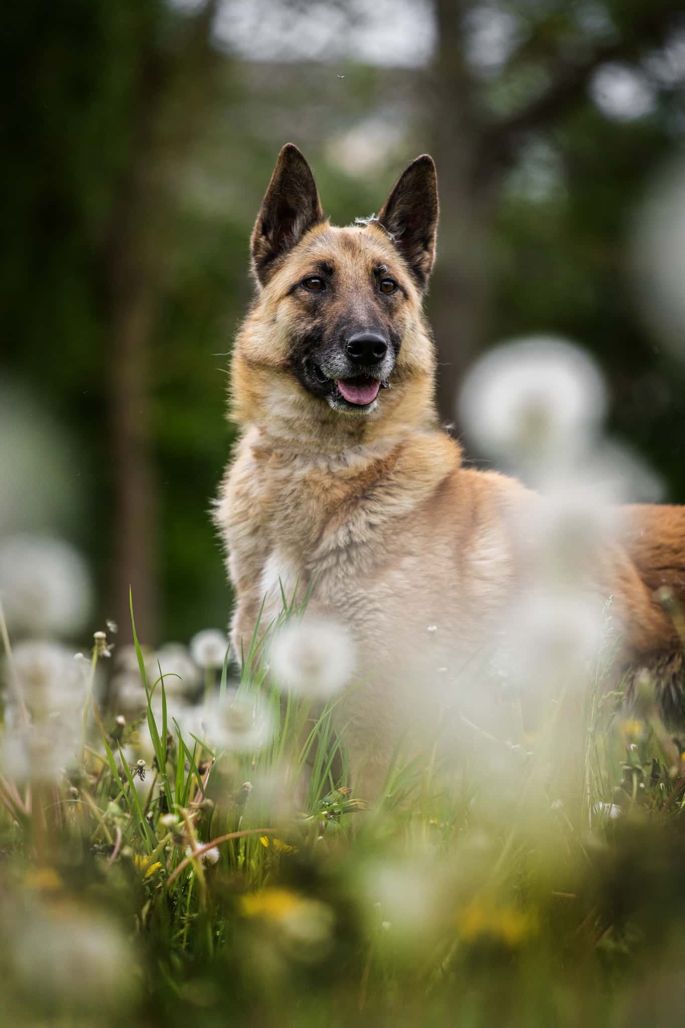 Akela