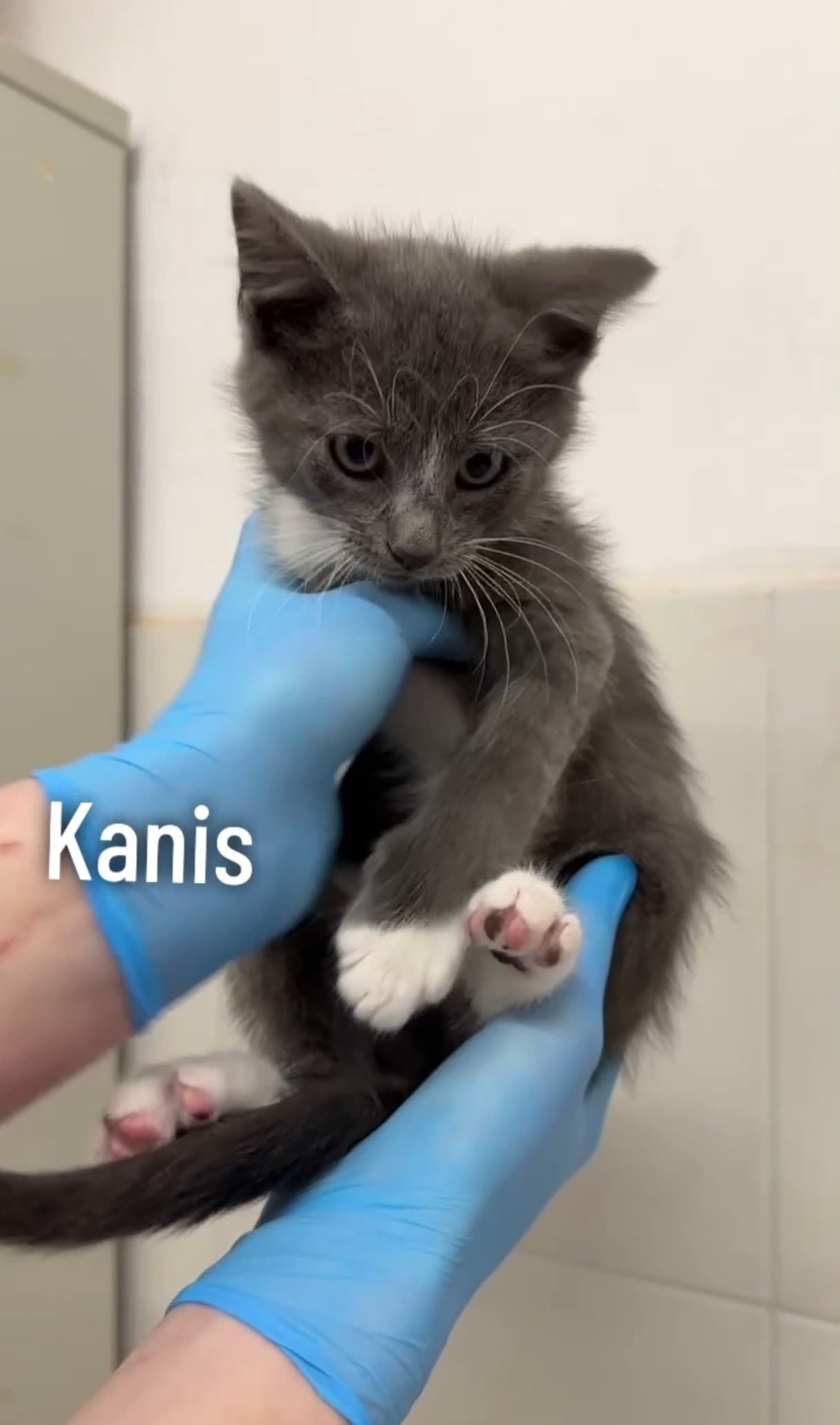 KANIS