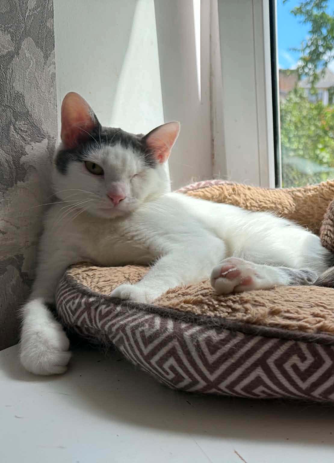 Bonita
