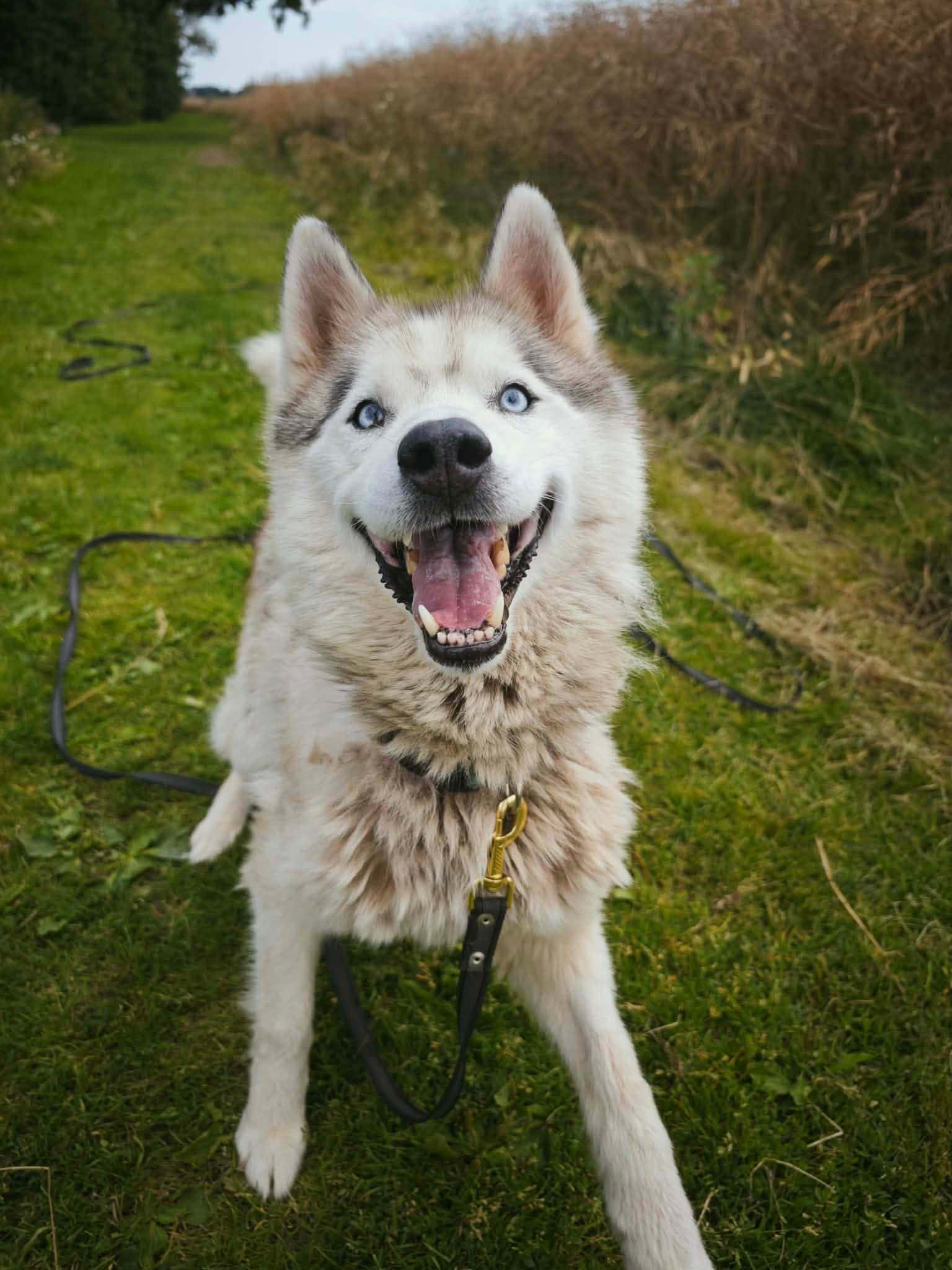Husas