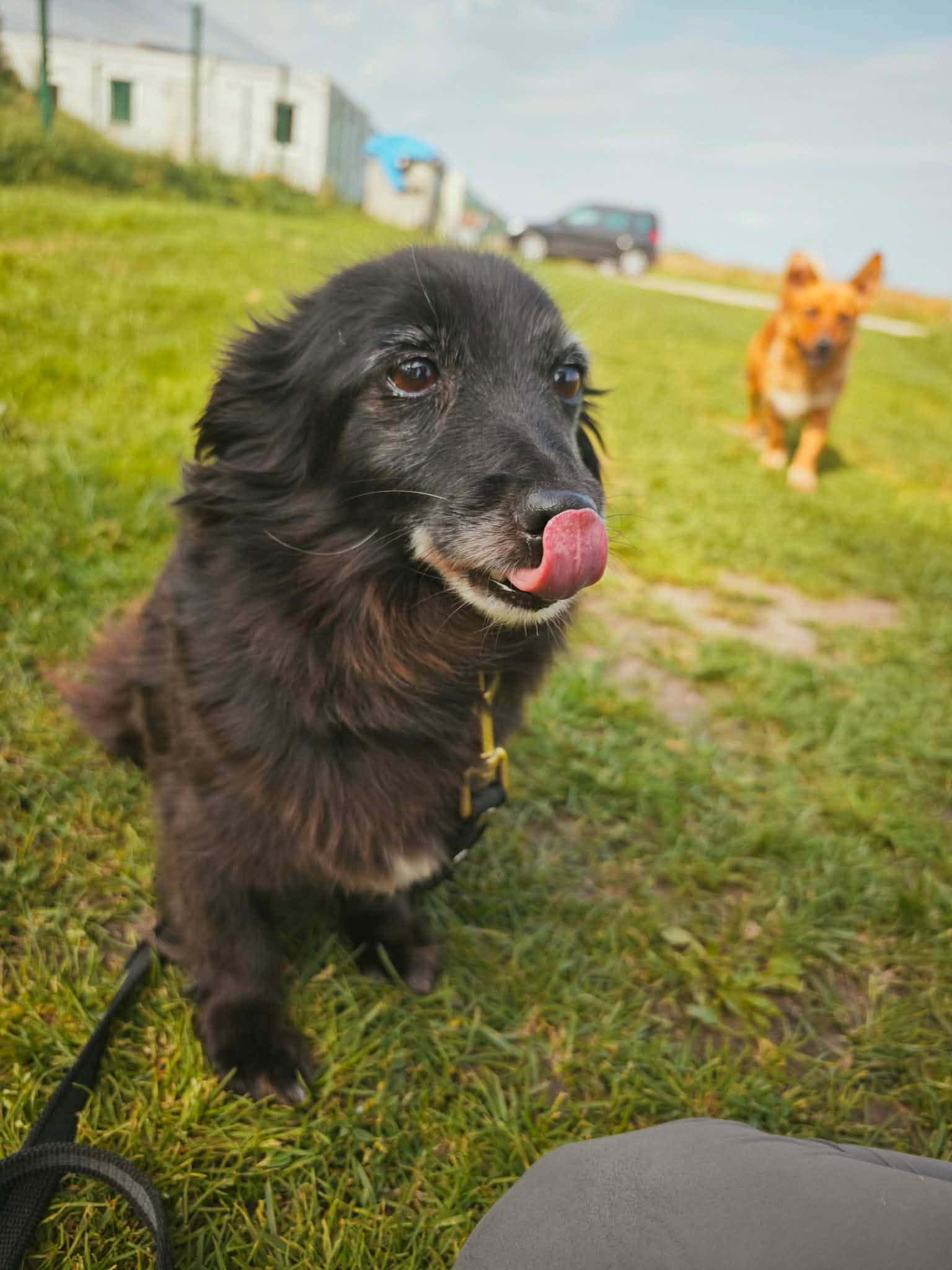 Šilutė